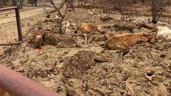 Farmers faced scenes of devastation when the flooding subsided.