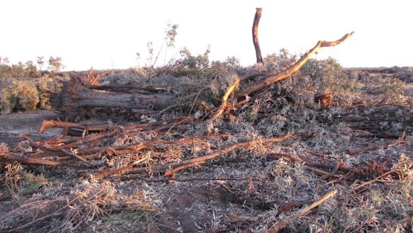 Land clearing near Croppa Creek in northern NSW.