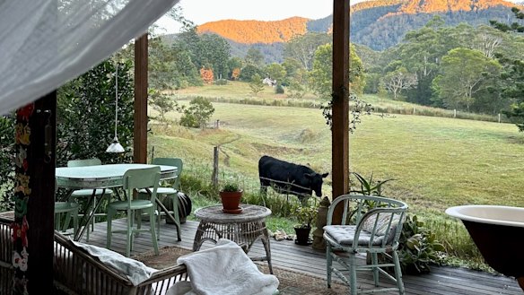Grazing cow and mountain view From Little Promised Land.