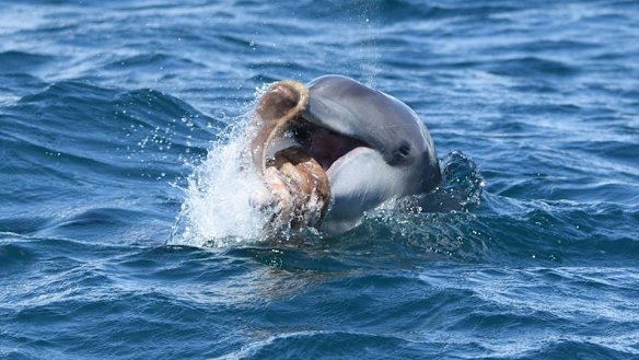 Under new shellfish reefs, a safer ecosystem could be in play, with dolphins, crabs, fish living in cleaner water. 
