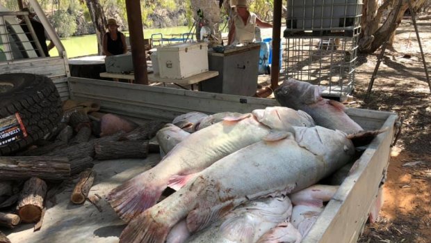 Murray cod collected from the Menindee Weir Pool in far west NSW during one of three mass fish kills in the past two months.