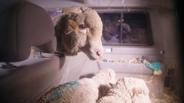 The three sheep were moved about 200 kilometres from Carey Bros abattoir to Farm Animal Rescue's sanctuary.