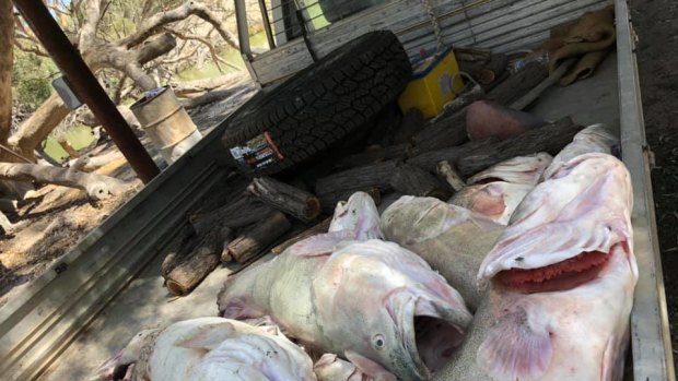 Dead Murray cod pulled from the Menindee Weir Pool amid the mass fish kill.