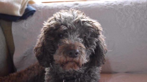 Sienna, a chocolate brown Lagotto Romagnolo poodle, has been missing since July 11. 
