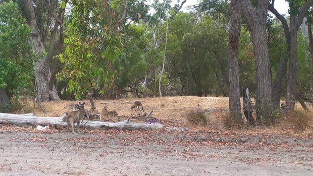 A mob of 60 kangaroos set to be killed to make way for development in Baldivis.