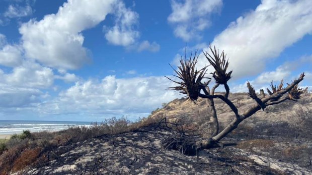 The Fraser Island fire scorched hectares of vegetation.