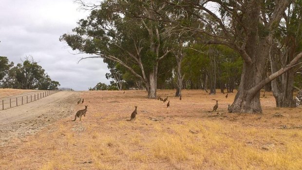 The fenced in kangaroos in Baldivis were planned to be euthanised.