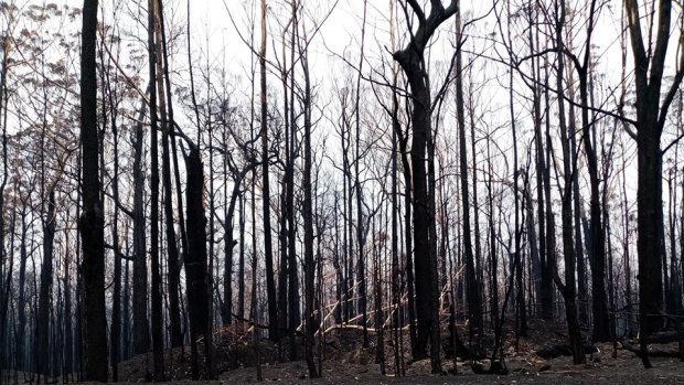 Some of the burnt-out Conjola National Park near the proposed housing site.