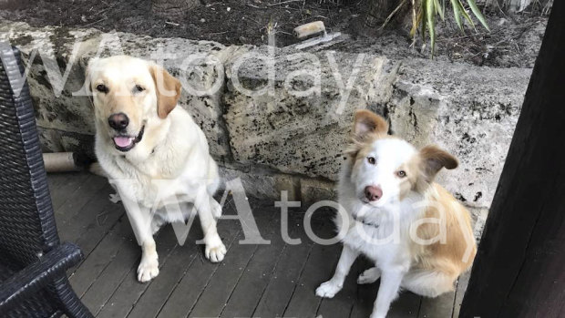 Lily's dogs Bambi (left) and Pashmak.