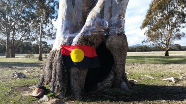 Cultural treasure: one of the trees Djab Wurrung elders say was used by generations of women to give birth in.