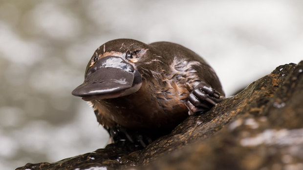 Melbourne's platypuses are being exposed to high levels of anti-depressants.