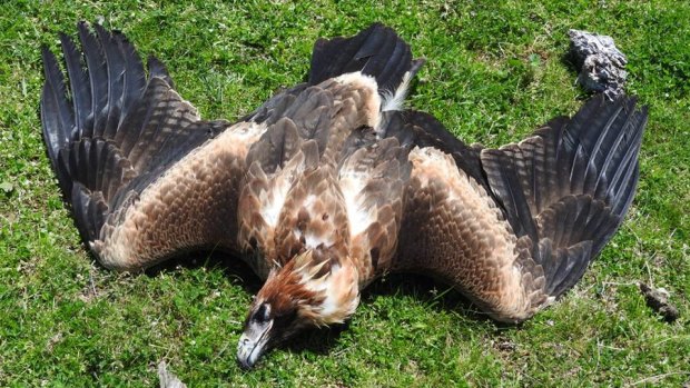 A dead wedge-tailed eagle on a property in Tubbut, East Gippsland.