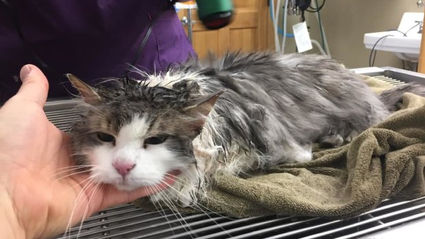 Vets knew Fluffy would be okay when they heard her growling.