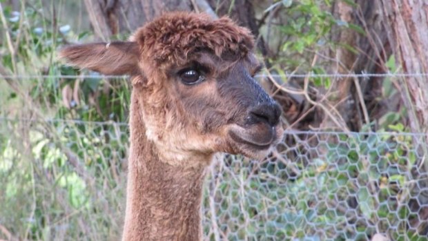 Cleo the alpaca was found at the  headquarters in a 2014 police raid. 