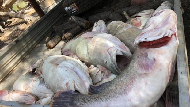 Dead Murray cod pulled from the Menindee Weir Pool amid the mass fish kill.