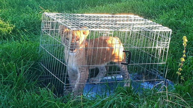 A caged lion cub found in a field, near Tienhoven, the Netherlands on October 7.