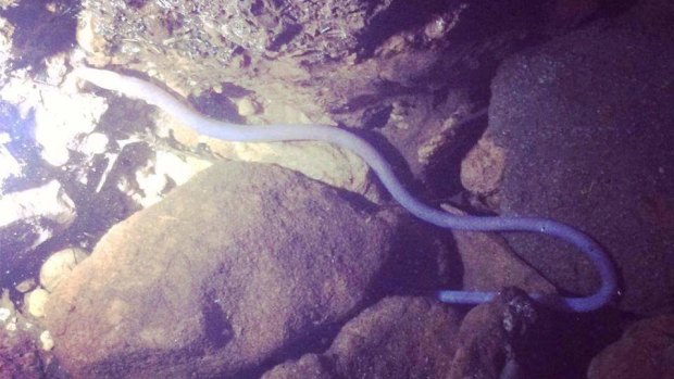 Images of stygofauna are rare. This blind cave eel was photographed underground in the Exmouth Gulf region. 