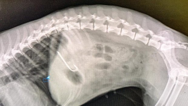 Jack Russell cross maltese dog Tilla is expected to make a full recovery after a fishing hook was removed.