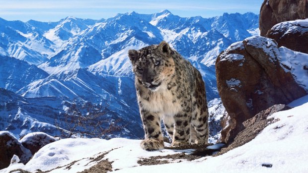 Never-before-seen visuals of the snow leopard on Planet Earth II has helped the series become one of the most talked about nature shows in recent history.