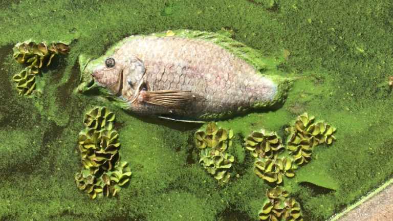 A majority of the dead fish were the pest fish tilapia.