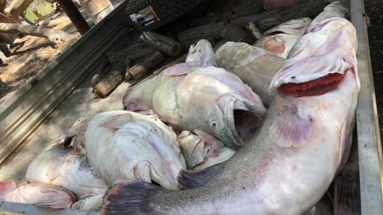 Dead Murray cod pulled from the Menindee Weir Pool amid the mass fish kill.