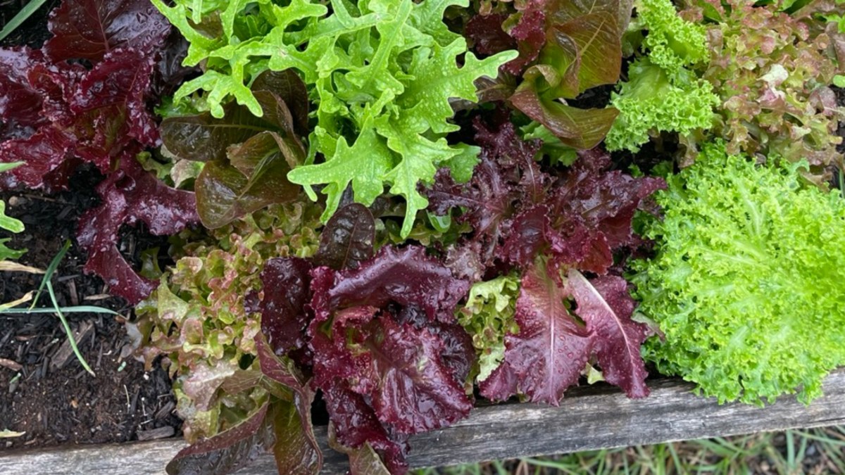 The summer vegetable you should be growing in winter