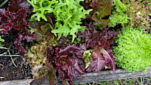 Loose-leaf lettuce is a great option for home gardens because you can take as much as you need when you need it and it will keep growing.