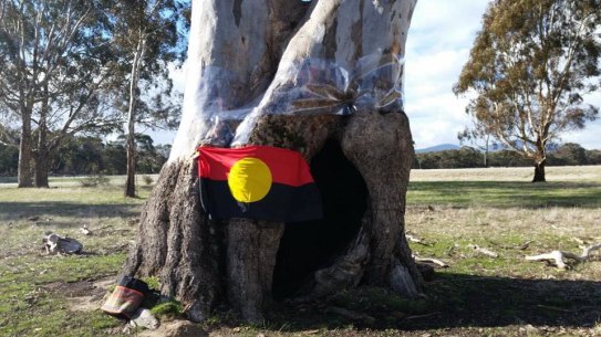 Cultural treasure: one of the trees Djabwurrung elders say was used by generations of women to give birth in.