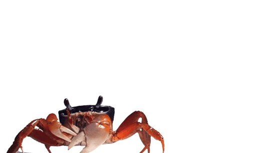 Crab and lobsters are sentient, the British government agrees.
