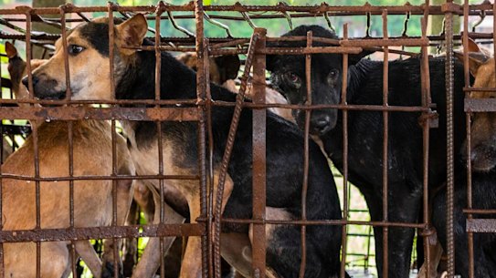 Dogs in a tiny cage await to be slaughtered in Siem Reap, Cambodia.