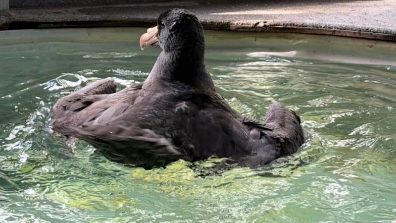Results in for sick bird found on Noosa beach