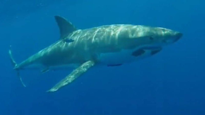 Great white shark spotted at south coast beach