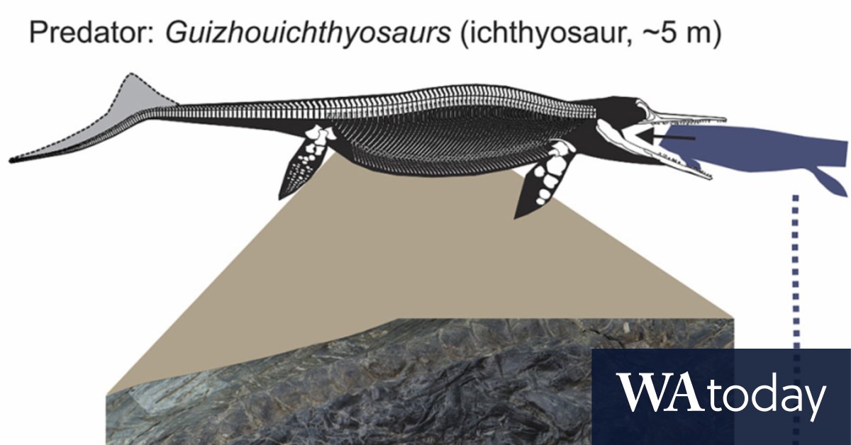 Monster swallows monster: megapredation proof in fossil's ...