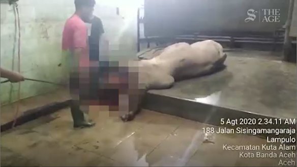 The cattle were slaughtered and left to bleed out without being stunned.