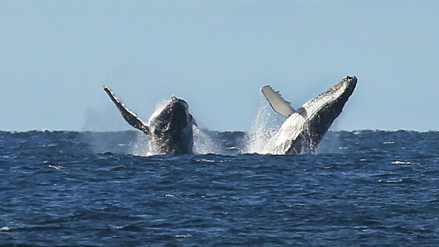 More than 30,000 humpback whales are expected to make the journey to Queensland to calve.