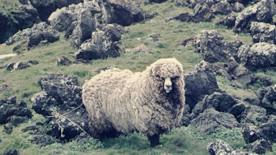 The last sheep on Marion island