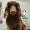 Pet dog swallows hook, line while owner sinks $6000 in vet bills