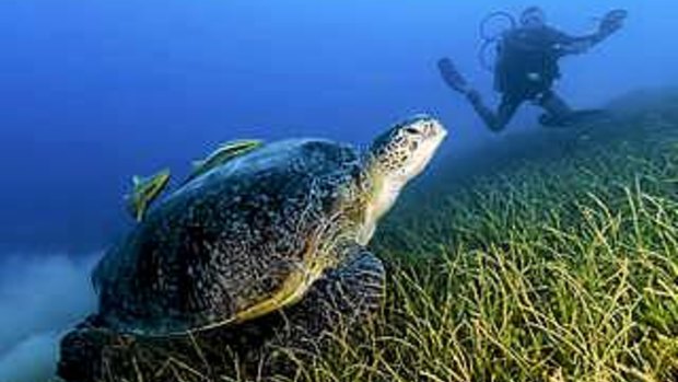 Seagrass is a vital habitat and food source for turtles and dugongs - and also a major carbon sink.