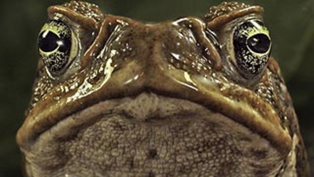 Brisbane is infested with cane toads, but there a few coast locations yet to be invaded.