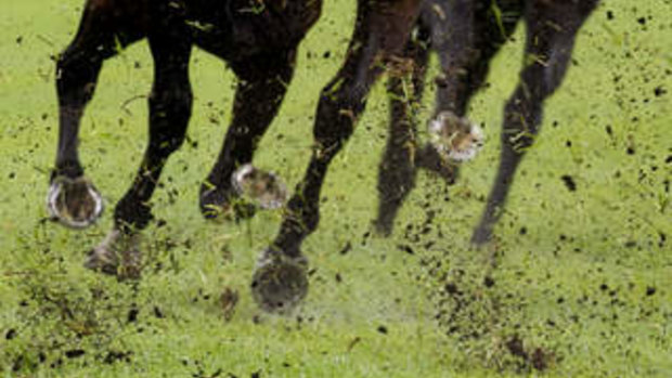 The incident caused two jockeys to fall from their horses at the Home Hill races.