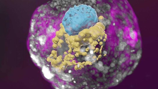 A stem cell–derived human embryo model at a developmental stage equivalent to that of a day 14 embryo. The model has all the compartments that define this stage: the yolk sac (yellow) and the part that will become the embryo itself, topped by the amnion (blue) – all enveloped by cells that will become the placenta (pink). 