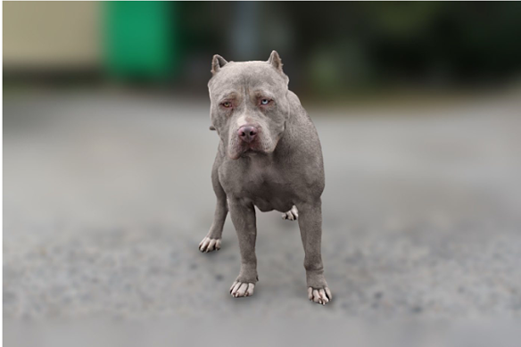 An XL bully dog.