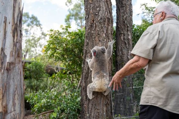 Koala carer Marilyn Spletter releases badly-nourished Andy in the same tree at Lowood as his mother.