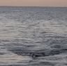 Preventing shark attacks with a clever trick of the light