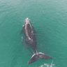 ‘Just breathtaking’: The moment scientists spotted rare whales in Jervis Bay
