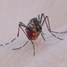 ‘Twice the size’ and more of them: mosquito numbers on the rise