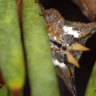 Cute and horny: stink bug with tusks discovered in Western Australia