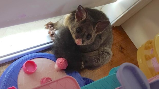 The cheeky possum Katie Carlisle returned from a night away to find in her children's playroom.