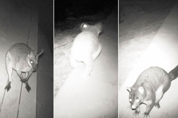 A wallaby, a koala and a possum use a ledge installed in a drain to cross beneath Compton Road in Queensland.