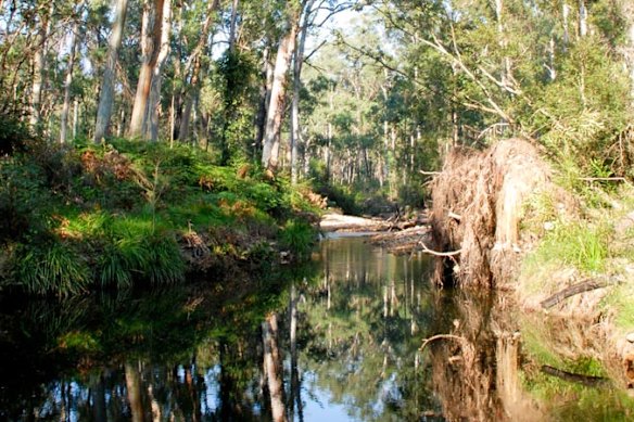 Um riacho na Floresta Blue Gum, no Parque Nacional Blue Mountains